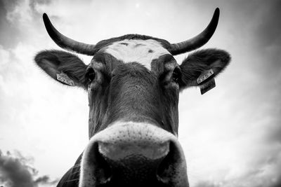 Close-up of cow