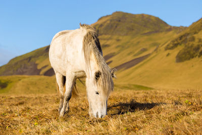 Horse grazing on grass against mountain