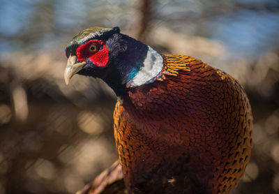 Close-up of a bird