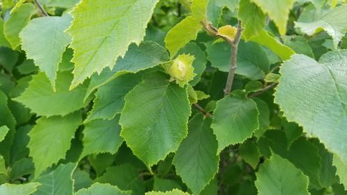 Close-up of fresh green leaves