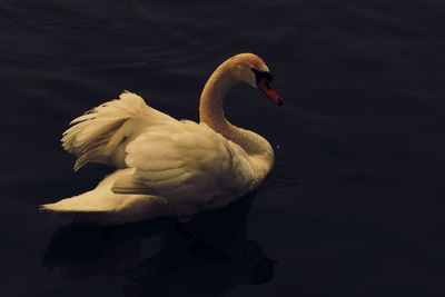 Close-up of swan perching on lake