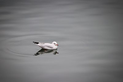 Swan swimming on lake