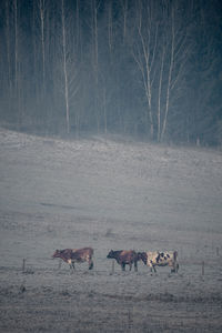 Cows standing on field