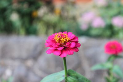 Close-up of pink flower blooming outdoors