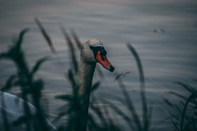 Close-up of swan swimming in lake