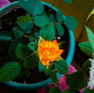 Close-up of potted plant