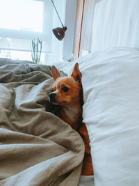 Dog lying on bed at home