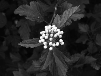 Close-up of white flowering plant