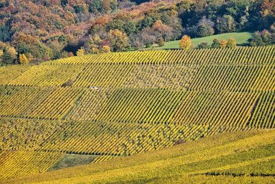 High angle view of vineyard