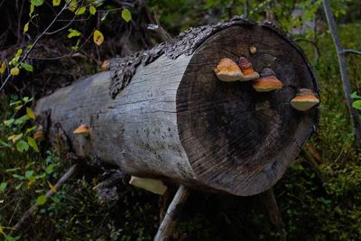 Close-up of mushroom growing on tree stump in forest