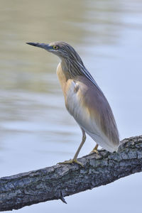 Close-up of gray heron perching on branch