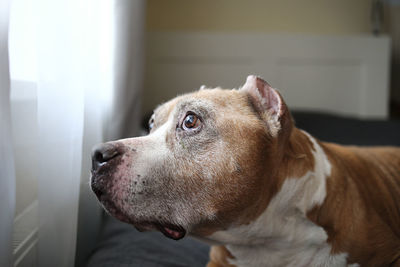 Close-up of dog looking away at home