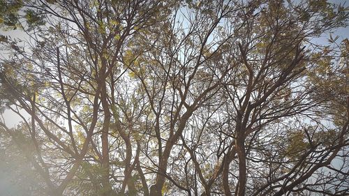 Low angle view of bare trees against sky