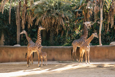 Giraffes with calf standing against trees