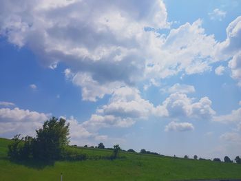 Trees on field against sky