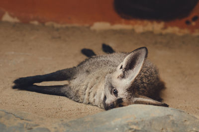 Close-up of a fox