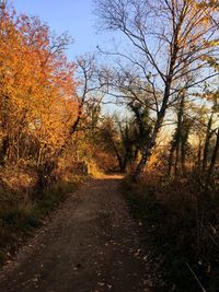 Road amidst bare trees during autumn