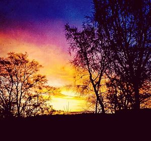 Silhouette of trees at sunset