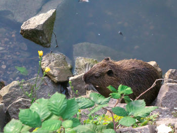 Wet little nutria near the water