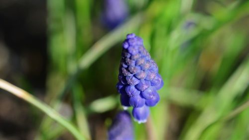 Close-up of purple flowering plant