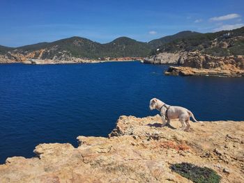 Dog on rock by sea against sky