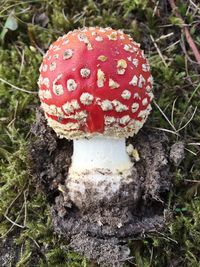 Close-up of fly agaric mushroom growing outdoors