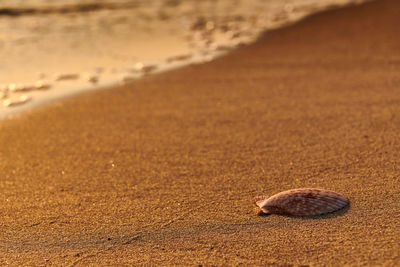 Close-up of shell on sand