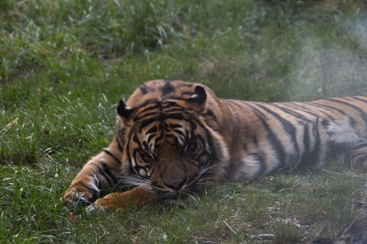 TIGER RELAXING ON FIELD