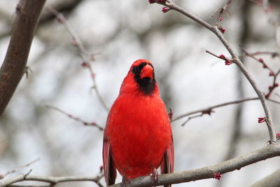 Bird perching on branch