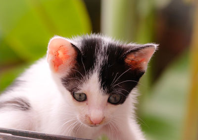 Close-up portrait of kitten