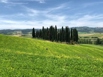 Scenic view of agricultural field against sky