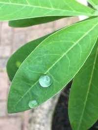 Close-up of fresh green leaf