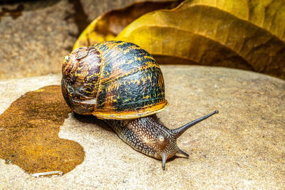 Close-up of snail