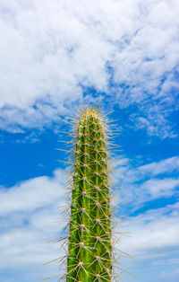 Low angle view of cactus plant against sky