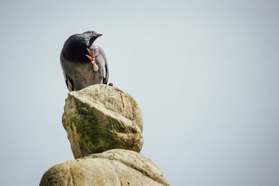 Low angle view of bird perching on rock against clear sky