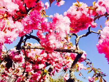 Close-up of pink flowers on tree