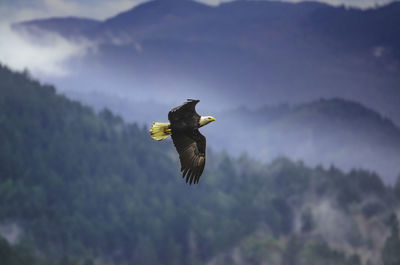 Bird flying in sky