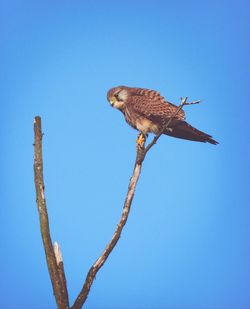 Low angle view of birds against clear blue sky