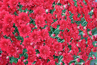 Full frame shot of red flowering plant