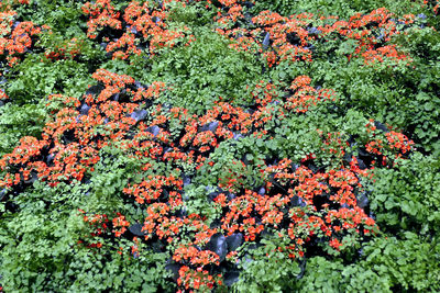 Red flowers on bush