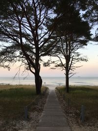 Footpath amidst trees on field against sky