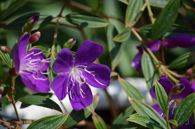 Close-up of purple flowering plants