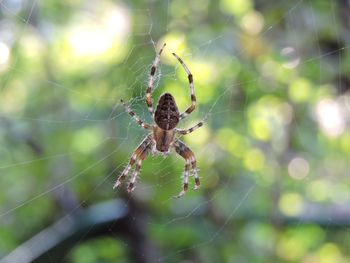 Close-up of spider on web