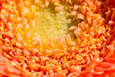 Full frame shot of orange flowering plant