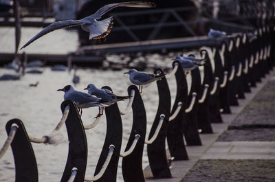 Scenic view of seagull perching on rope