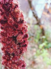 Close-up of red flowers