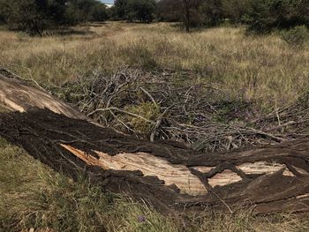 Dead tree on field in forest