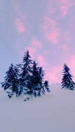 Pine trees on snow covered land against sky