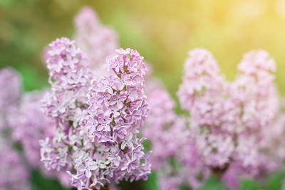 Close-up of pink flowering plant