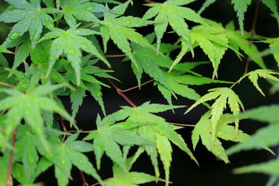 Full frame shot of fresh green leaves